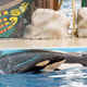Illustration for article titled SeaWorld Officially Gives Up on Having Their Trainers Swim with Orcas